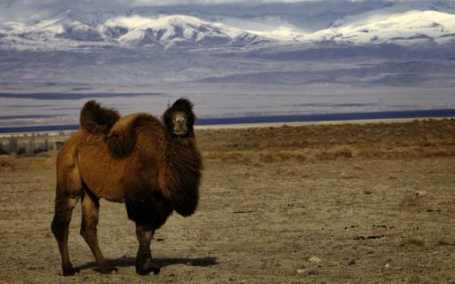 Bactrian camel on the shore of Issyk Kul lake